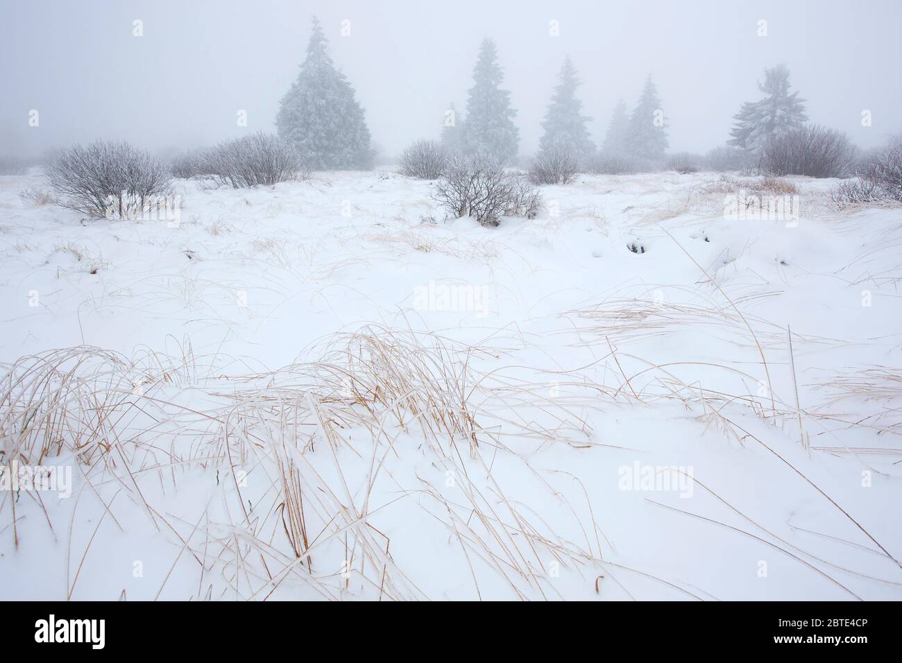 Schnee in Brackvenn, Belgien, Ardennen, Hochfennen Stockfoto