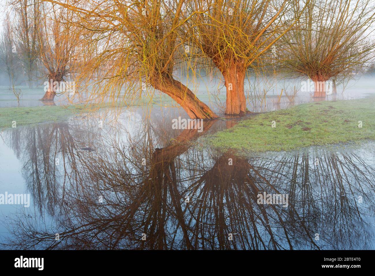 pollard Weiden in überschwemmten Bereich, Belgien, Westflandern, Waregem Stockfoto