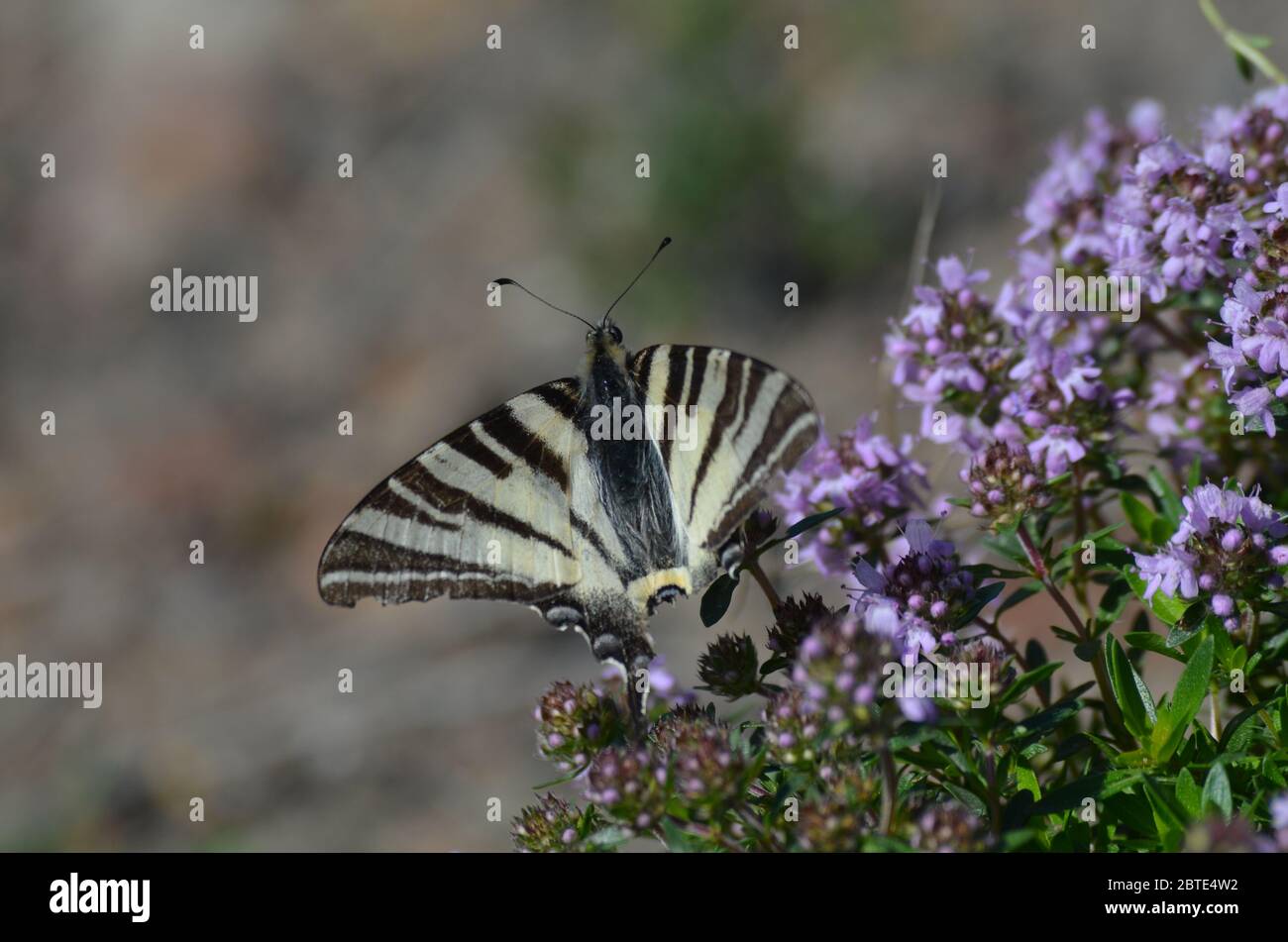 Schöner schwarzer und gelber Schmetterling. Stockfoto