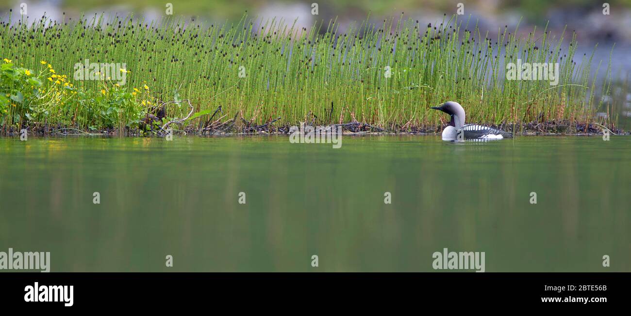 Pazifische Taucher (Gavia pacifica), schwimmt in der Nähe der Küste, Norwegen, Lofoten-Inseln Stockfoto