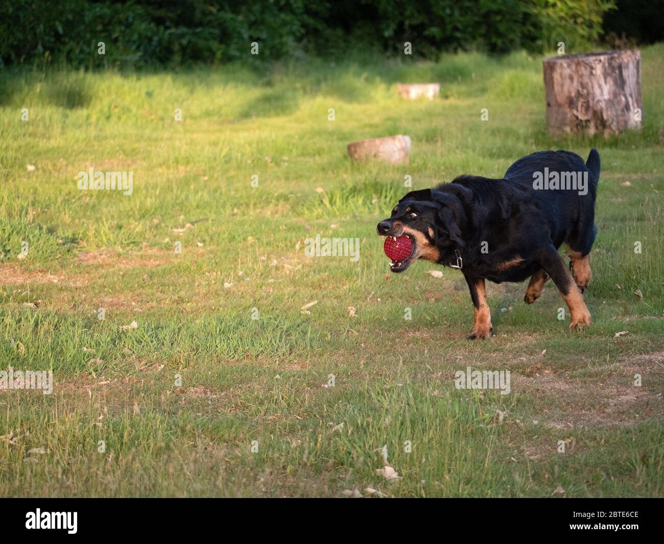Großer französischer Beauseron, der mit roter Kugel im Mund läuft Stockfoto