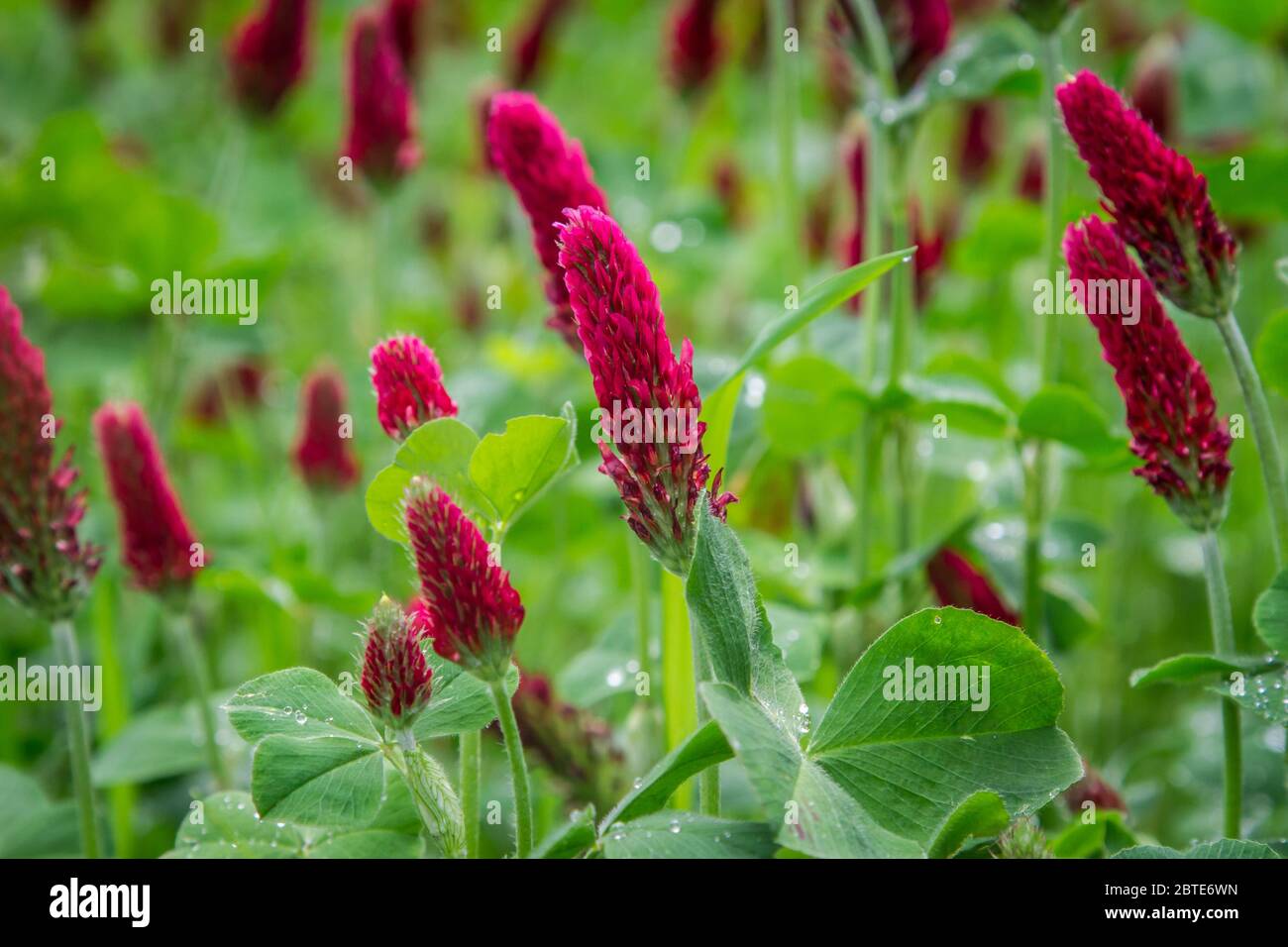Purpur-Klee (Trifolium Incarnatum) Stockfoto