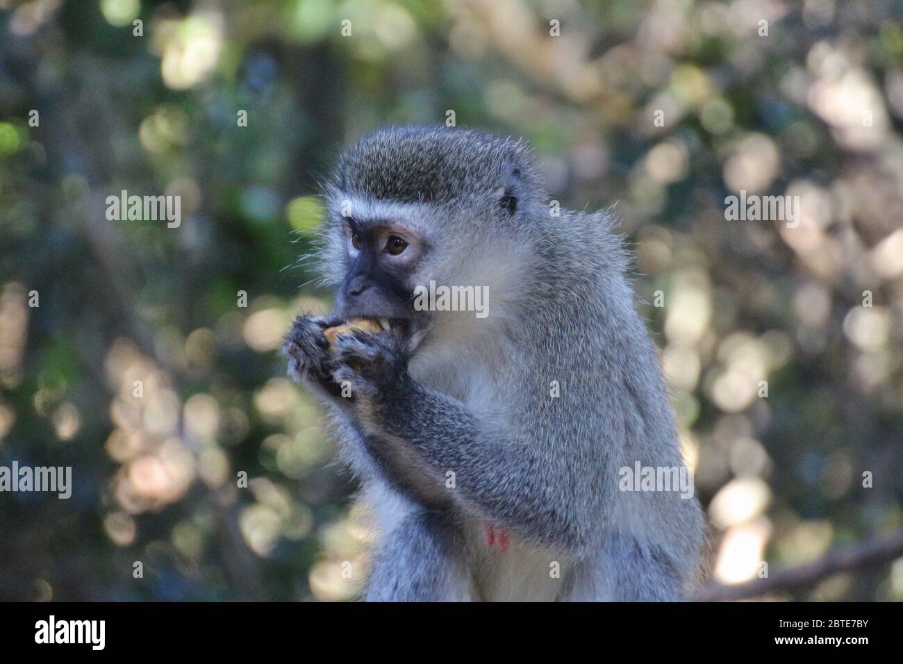 Ein schöner Vervet-Affe isst Früchte. In Monkeyland, einem frei umherziehende Primatenschutzgebiet in der Nähe von Plettenberg Bay, Garden Route, Südafrika, Afrika. Stockfoto