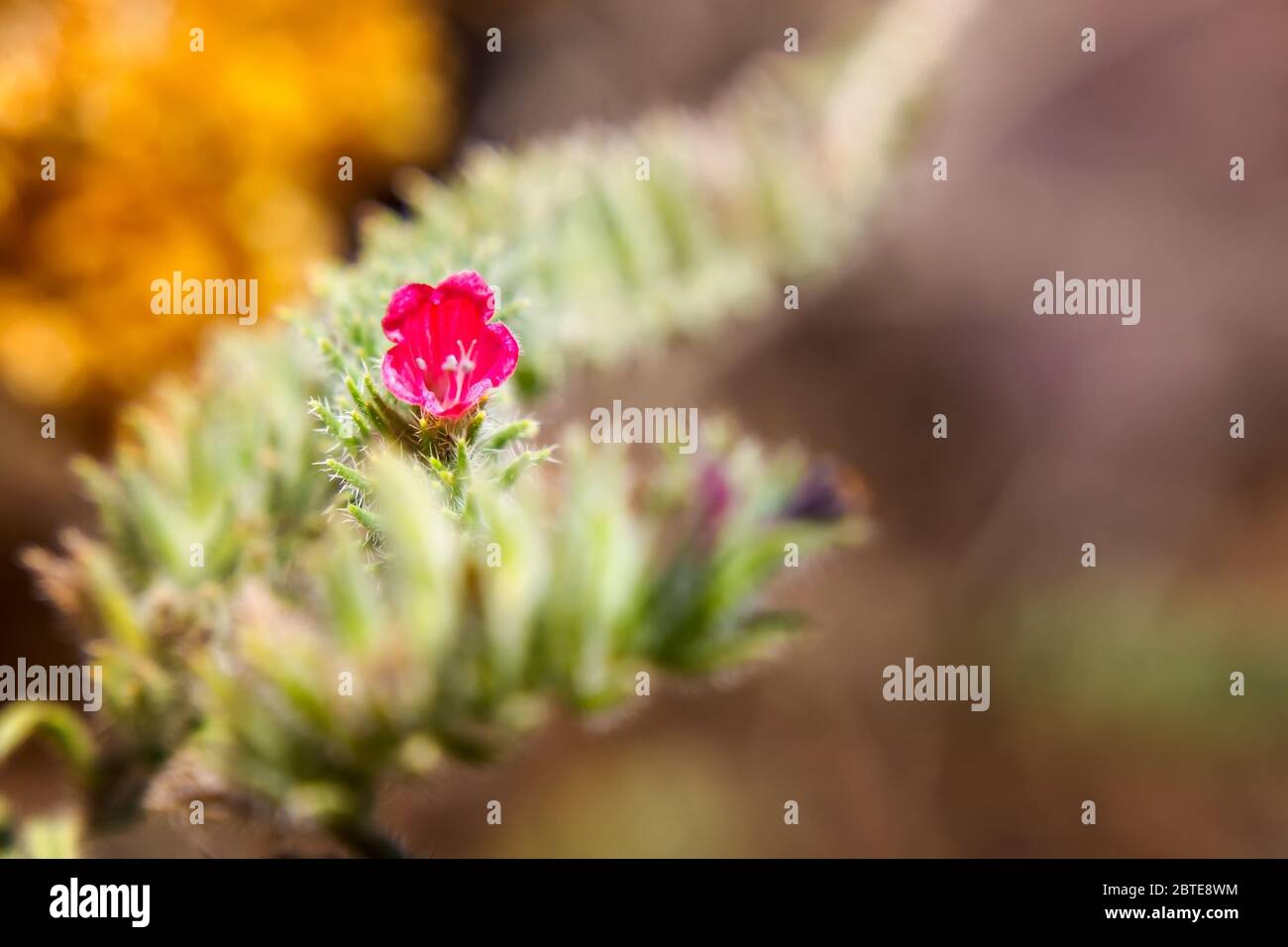 Wilde Naturblumen. Santorini, Kykladen, Griechenland Stockfoto