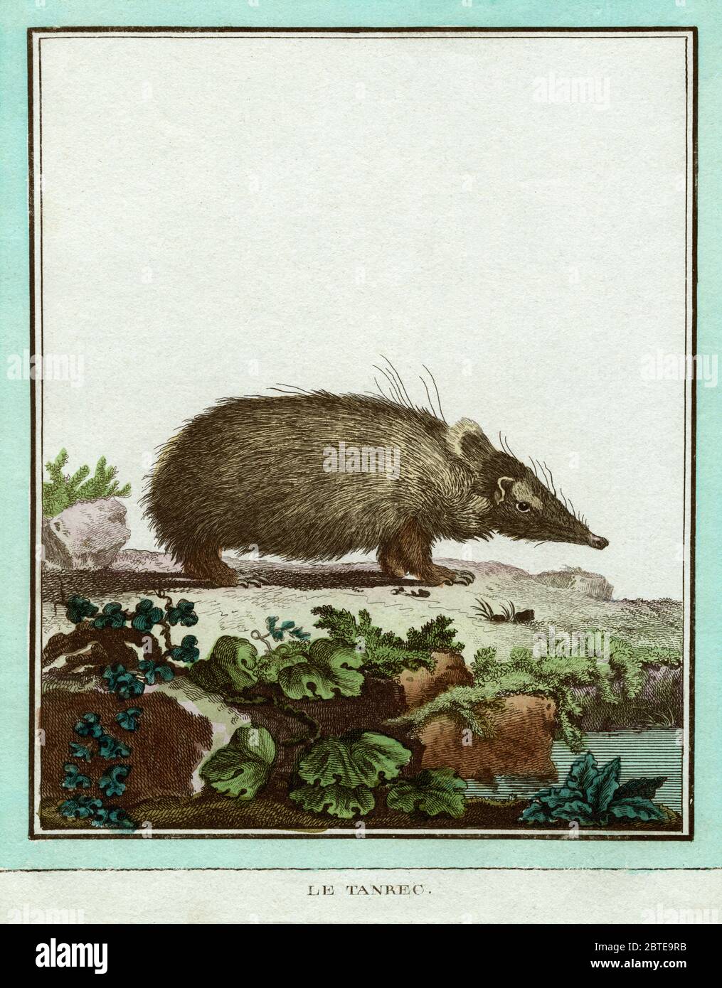 Le Tanrec: Tenrec oder Tendrec (Familie der Tenrecidae), aus Madagaskar stammend und auch als „Madagaskar-Igel“ bekannt. Gravur für den französischen Naturforscher Georges-Louis Leclerc, Comte de Buffon (1707–1788), für sein einflussreiches Werk zur Naturgeschichte, das 36-bändige Werk „Histoire Naturelle, générale et particulière …“, veröffentlicht zwischen 1749 und 1788. Diese später handkolorierte Illustration stammt aus der seltenen französischen Ausgabe der „Histoire“ aus dem Jahr 1780. Stockfoto
