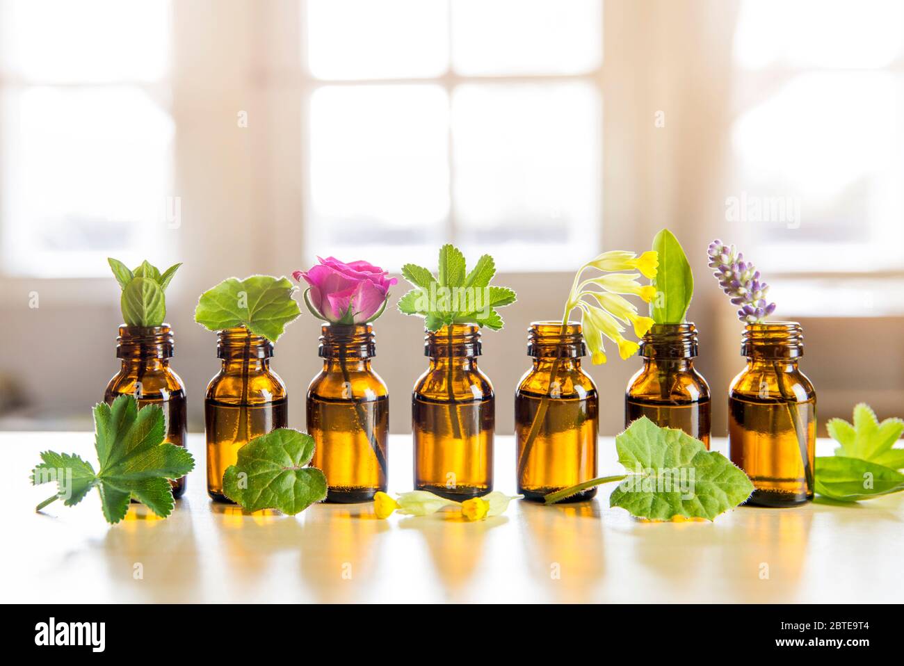 Selektiver Fokus viele frische Kräuter in kleinen Vintage-Flaschen hintereinander. Ätherisches Öl Konzept.verschwommenes weißes Fenster mit leuchtendem Tageslicht Hintergrund. Stockfoto