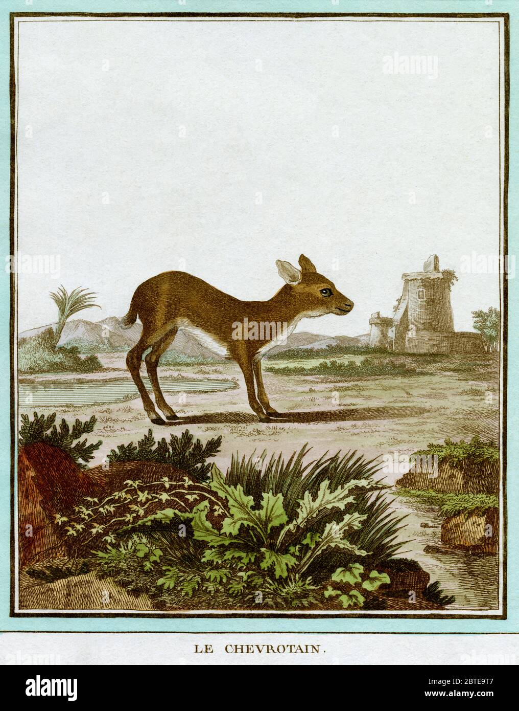 Brauner Chevrotain. Gravur für den französischen Naturforscher Georges-Louis Leclerc, Comte de Buffon (1707-1788), nach einer Zeichnung des französischen Tierkünstlers Jacques Henri E. de Sève (fl.1742-1788). Die Gravur erschien in Buffons einflussreichem naturgeschichtlichem Werk, dem 36-bändigen Werk „Histoire Naturelle, générale et particulière …“, das zwischen 1749 und 1788 veröffentlicht wurde. Diese später handkolorierte Illustration stammt aus der seltenen französischen Ausgabe der „Histoire“ aus dem Jahr 1780. Stockfoto