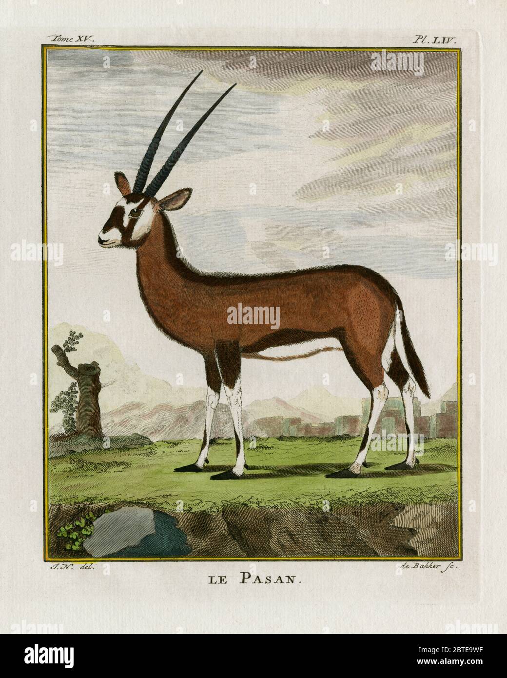 Le Pasan oder Gazelle. Gravur für den französischen Naturforscher Georges-Louis Leclerc, Comte de Buffon (1707-1788). Die Gravur erschien in Buffons einflussreichem naturgeschichtlichem Werk, dem 36-bändigen Werk „Histoire Naturelle, générale et particulière …“, das zwischen 1749 und 1788 veröffentlicht wurde. Diese später handkolorierte Illustration stammt aus der seltenen französischen Ausgabe der „Histoire“ aus dem Jahr 1780. Stockfoto