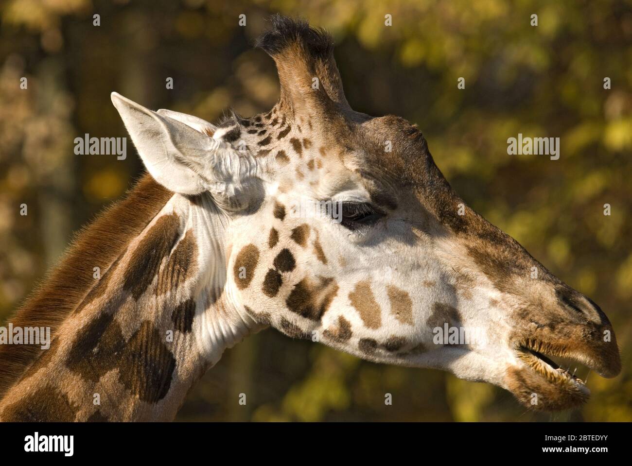 Giraffe - Giraffa camelopardalis, Potrait von Giraffen, Safari in Kenia, Afrika, nettes Mitglied der afrikanischen Big Five Säugetiere. Stockfoto