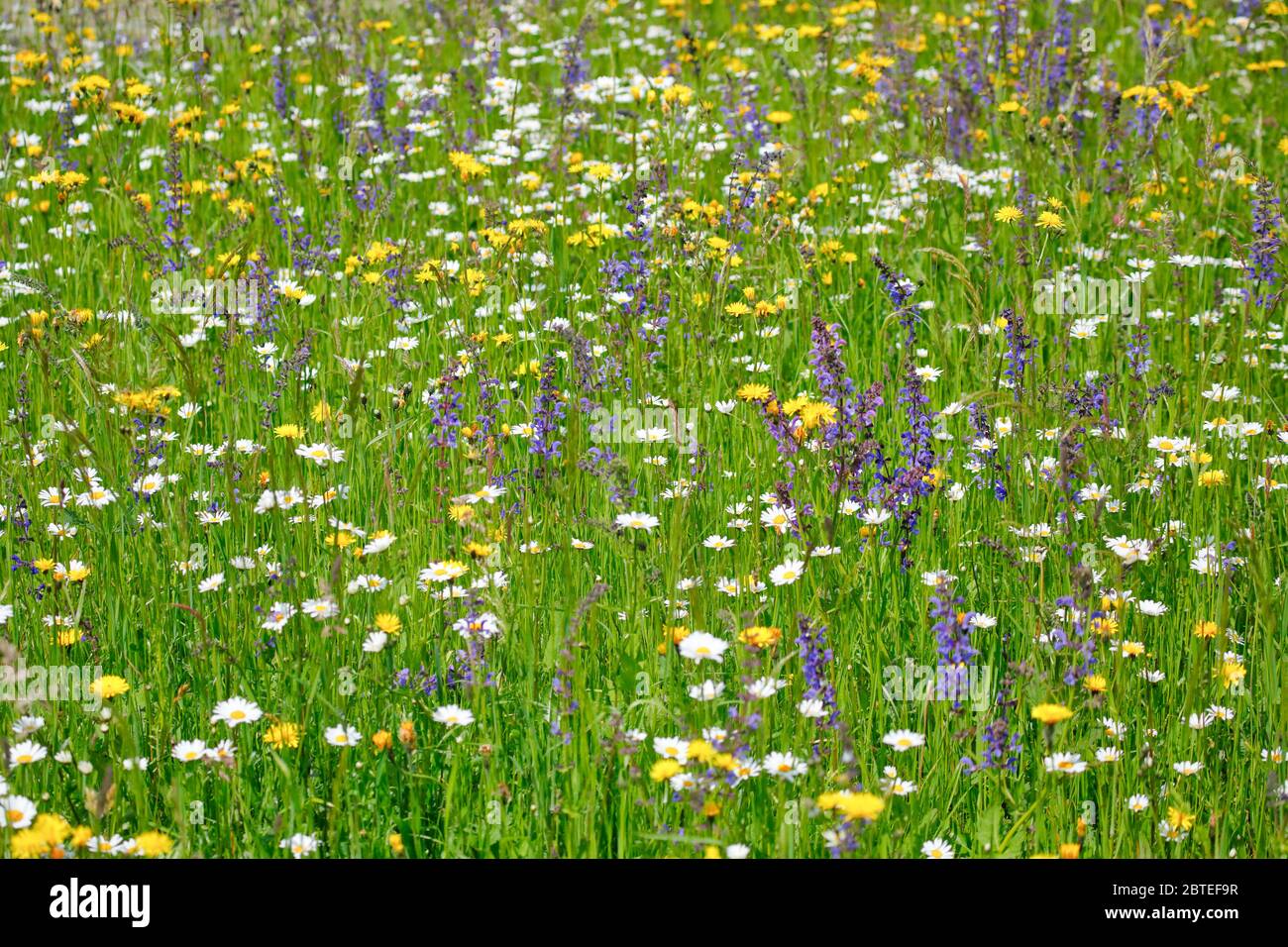 Magerwiese, Zürich Oberland, Schweiz Stockfoto