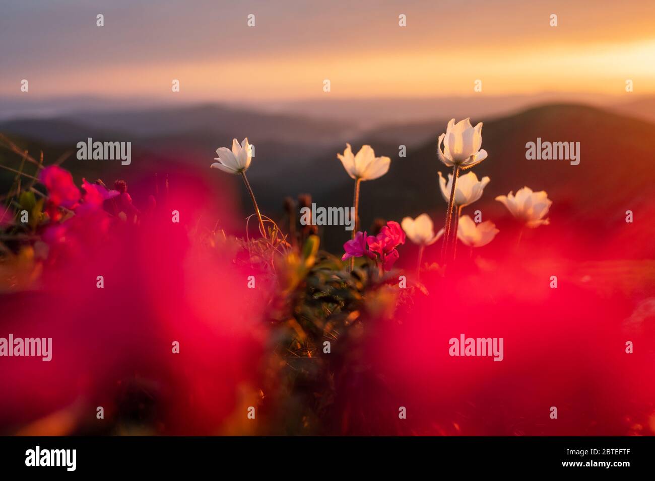 Fantastische Landschaft mit magischen, rosafarbenen Rendodendron und weißen Blumen in den Sommerbergen. Unglaubliches Licht bei Sonnenuntergang. Hintergrund der Natur. Landschaftsfotografie Stockfoto