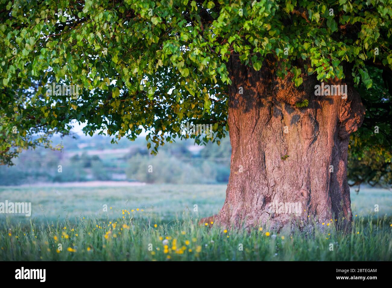 Alte Linden auf Sommerwiese. Große Baumkrone mit üppigem grünen Laub und dickem Stamm, der durch das Licht des Sonnenuntergangs leuchtet. Landschaftsfotografie Stockfoto