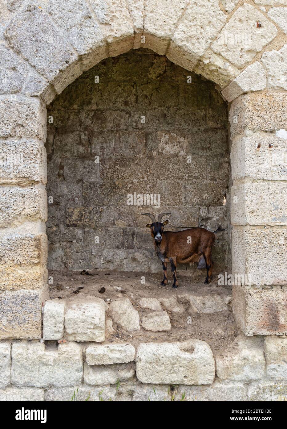 Ziegen in einem Bauernhof zwischen Burgruinen Stockfoto