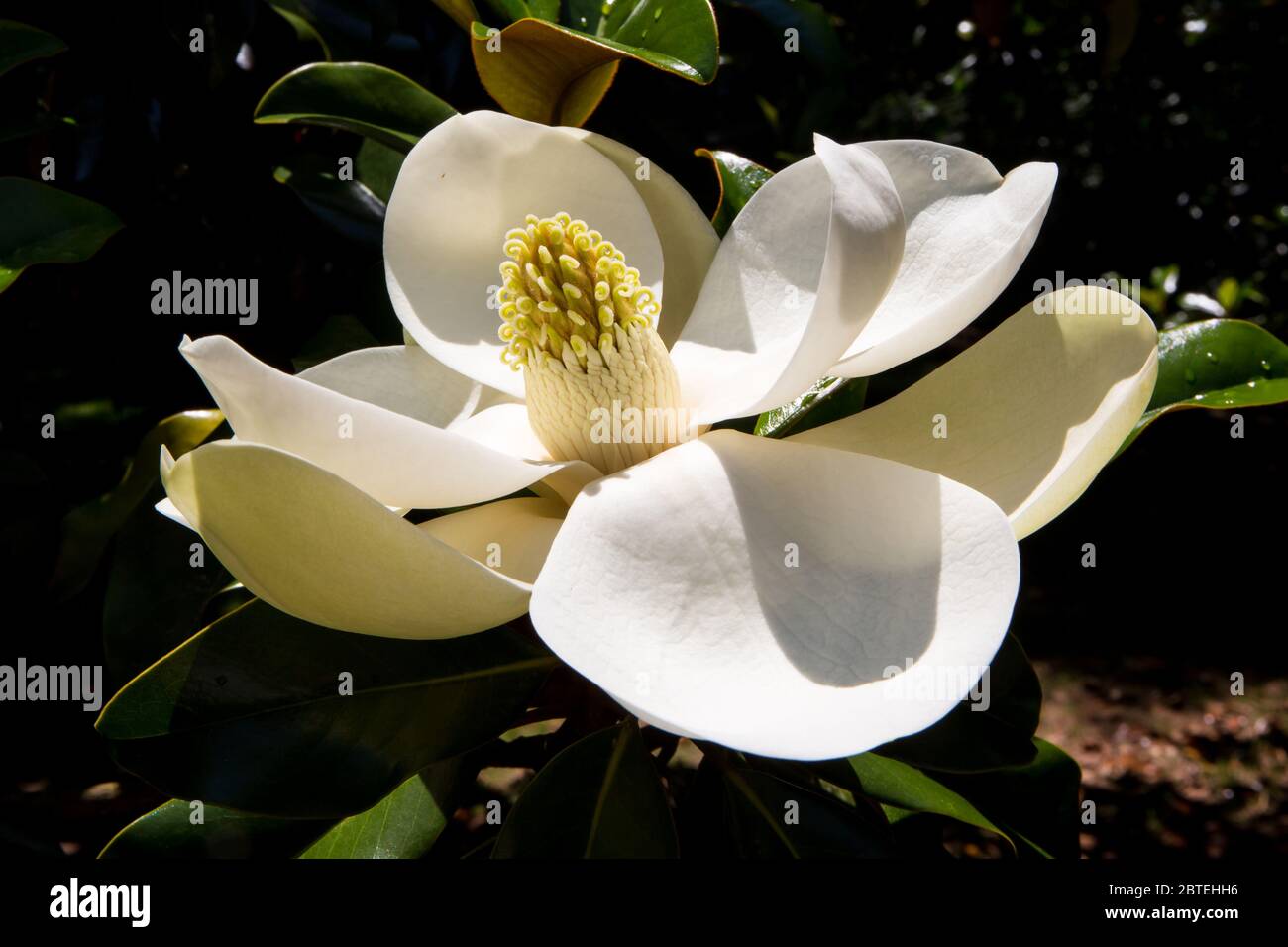 Nahaufnahme einer blühenden Magnolienblüte bei strahlendem Sonnenschein. Stockfoto