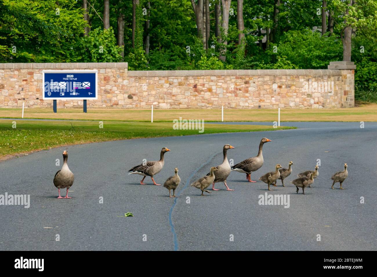 Archerfield, East Lothian, Schottland, Großbritannien, 25. Mai 2020. Wetter: Graugänse (Anser anser) und sechs Gänse ziehen auf die Straße am Eingang des Renaissance Golf Club, der in diesem Jahr die Scottish Open ausrichten soll. Golfplätze in Schottland dürfen ab dem 28. Mai wieder eröffnet werden, aber Mitglieder müssen sich an den Gänsen vorbei aushandeln Stockfoto