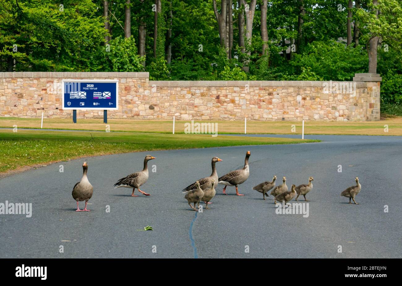 Archerfield, East Lothian, Schottland, Großbritannien, 25. Mai 2020. Wetter: Graugänse (Anser anser) und sechs Gänse ziehen auf die Straße am Eingang des Renaissance Golf Club, der in diesem Jahr die Scottish Open ausrichten soll. Golfplätze in Schottland dürfen ab dem 28. Mai wieder eröffnet werden, aber Mitglieder müssen sich an den Gänsen vorbei aushandeln Stockfoto