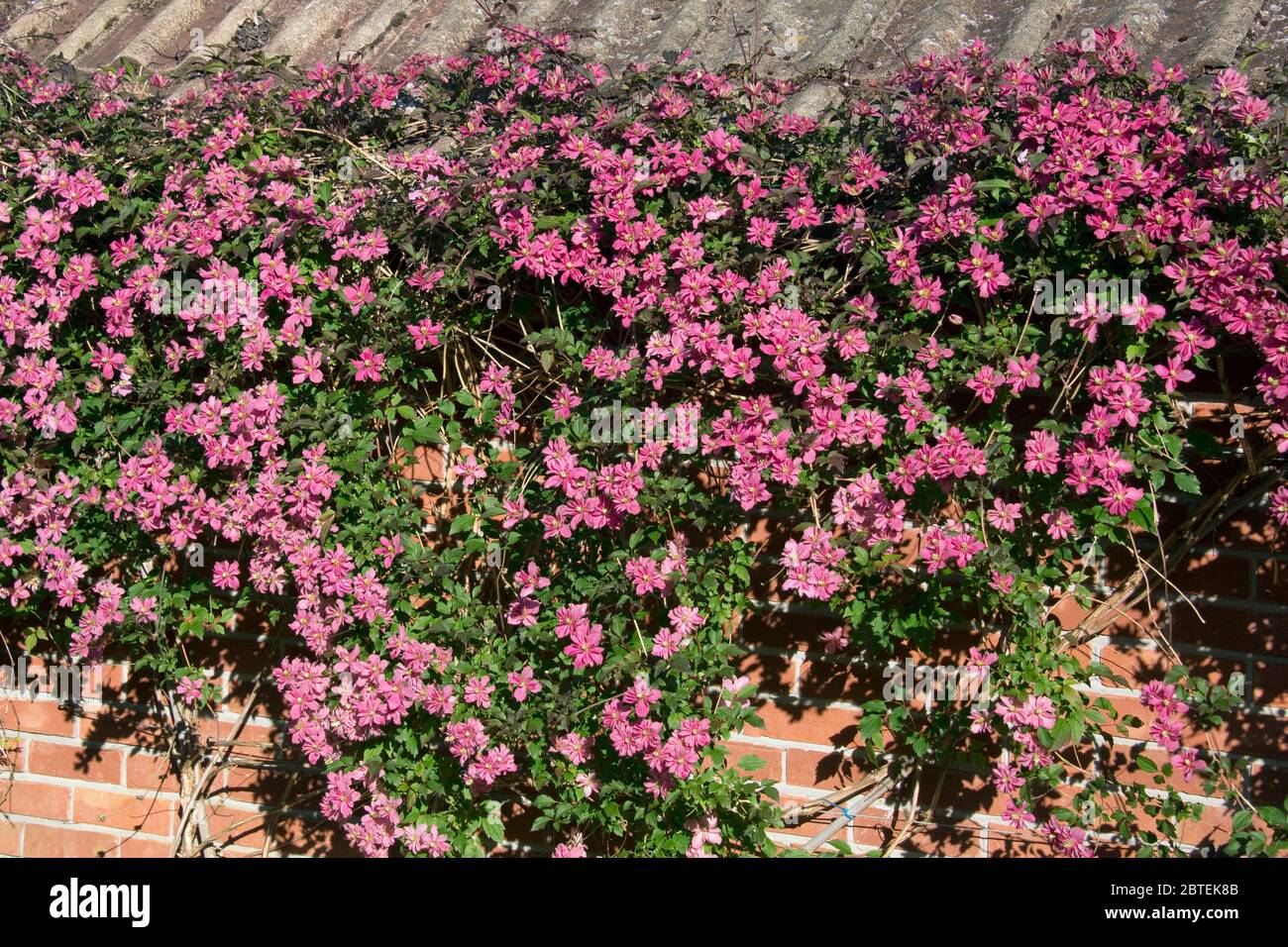 Clematis montana 'Broughton Star' dunkel pnk blühende Ziergarten Kletterer auf einer Außenwand im Frühjahr, Berkshire, Mai Stockfoto