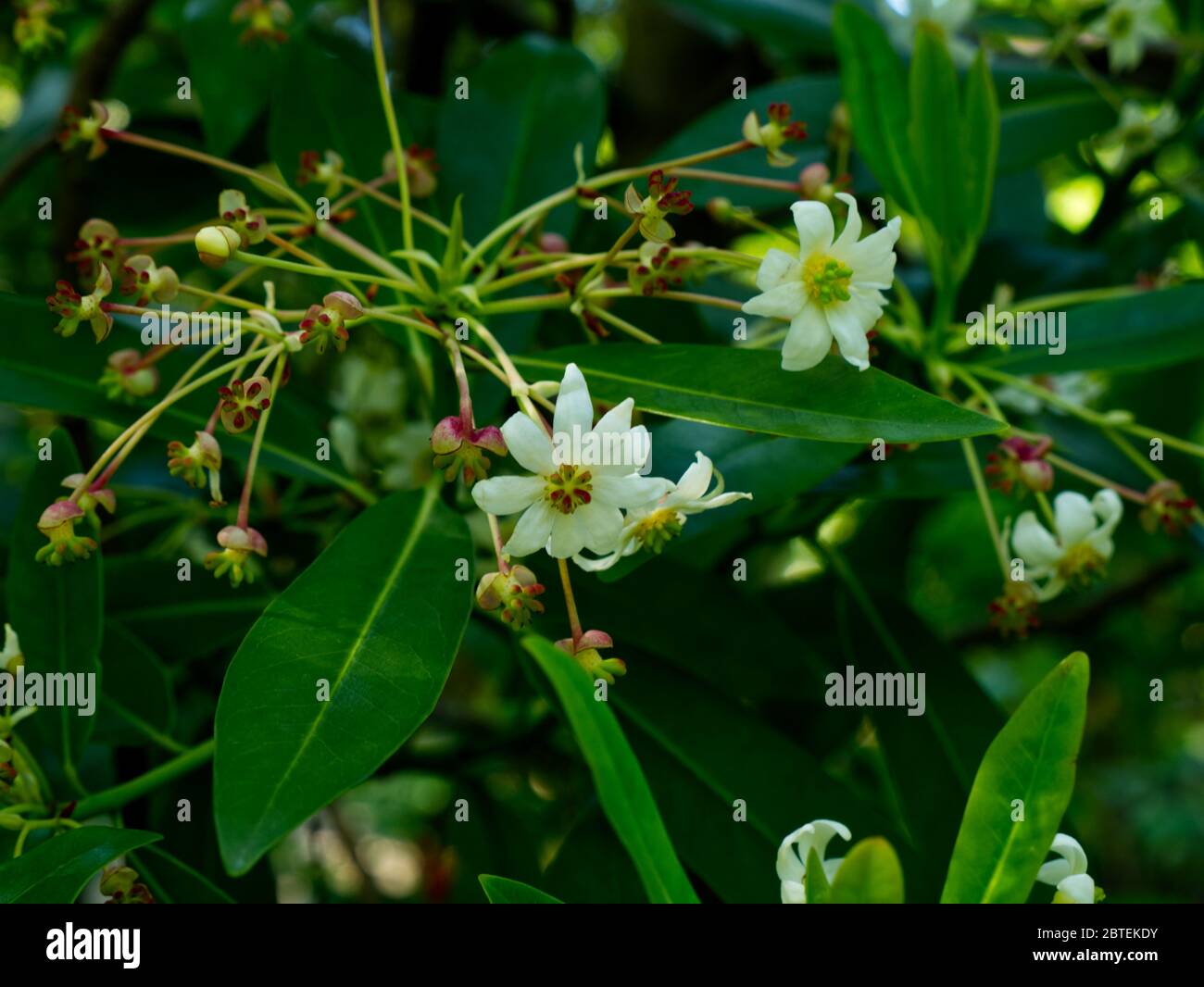 Reverley Lodge Gardens, Hertfordshire. Coronavirus Lockdown wird erleichtert, als die Mock Orange Blüte im späten Frühjahr in Hülle und Fülle wächst. Sonnendurchflutete englische Tage Stockfoto