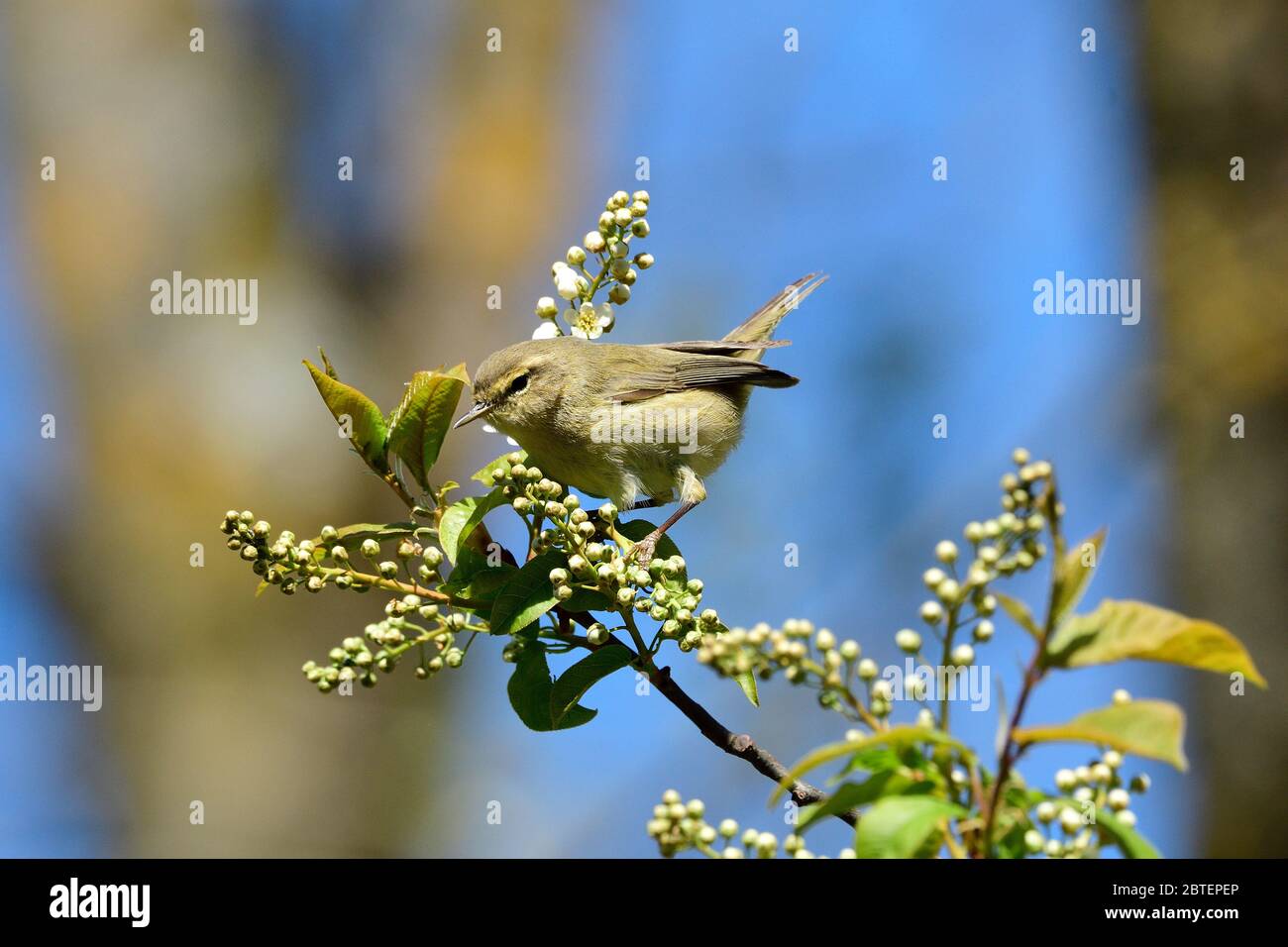 Prunus badus -Fotos und -Bildmaterial in hoher Auflösung – Alamy
