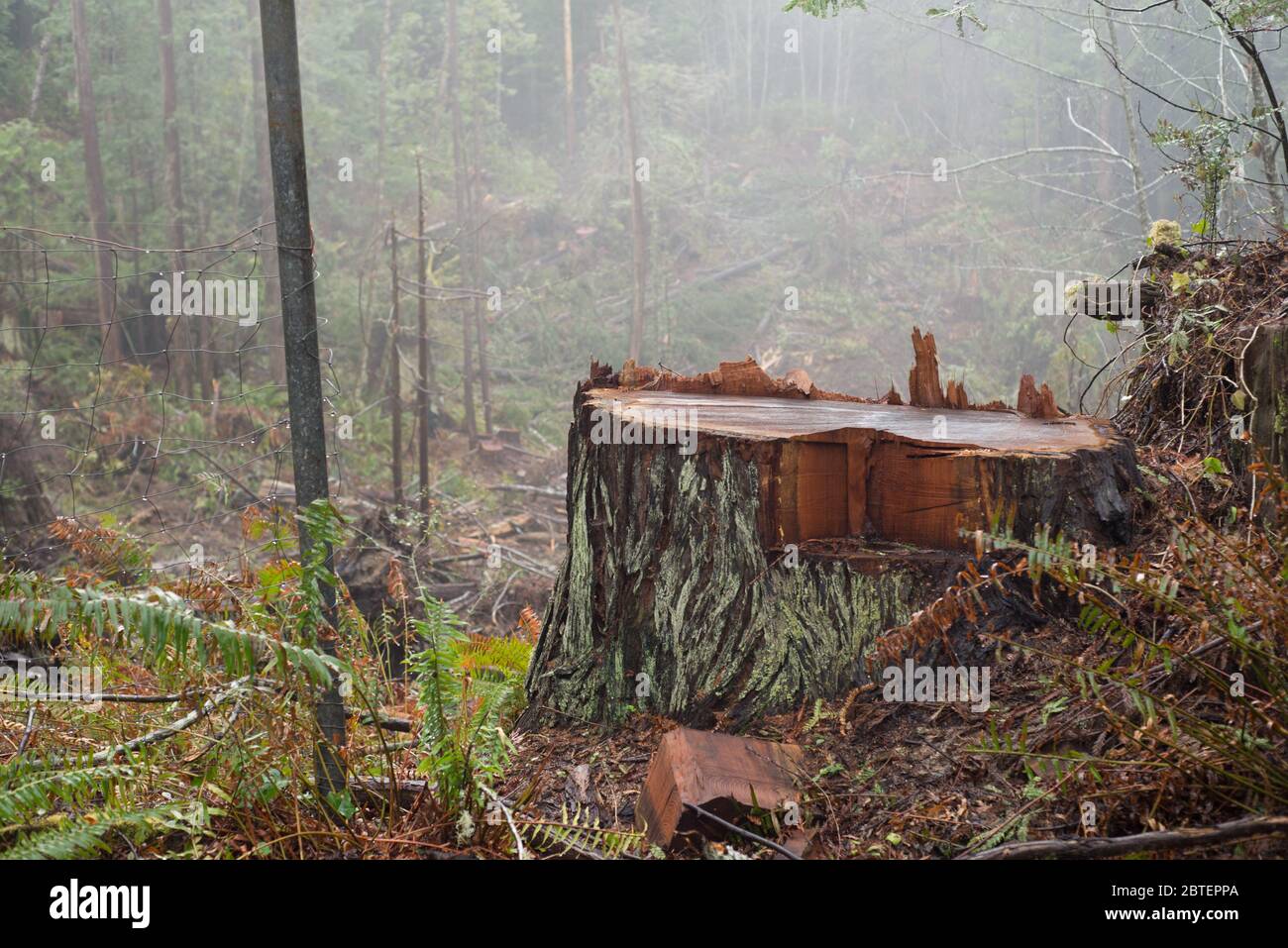 Entwaldung der alten Redwoods in Humboldt County, Nordkalifornien Stockfoto