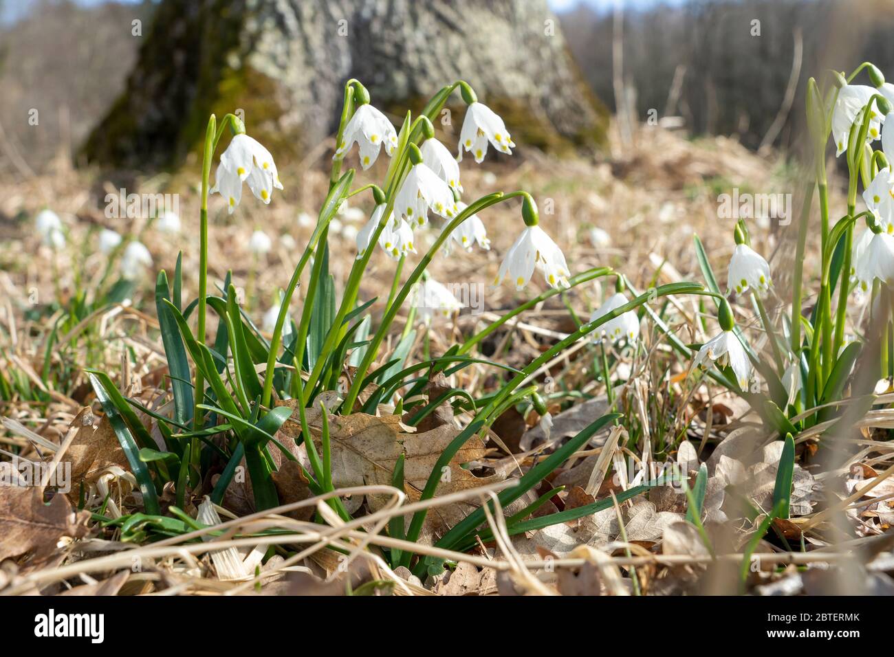 Fruhlingsknotenblumen Fotos und Bildmaterial in hoher Auflösung Alamy