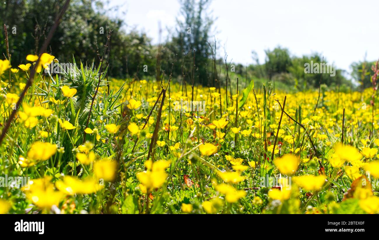 Frühsommer, niedriger Blickwinkel in einer Butterblumenwiese Stockfoto