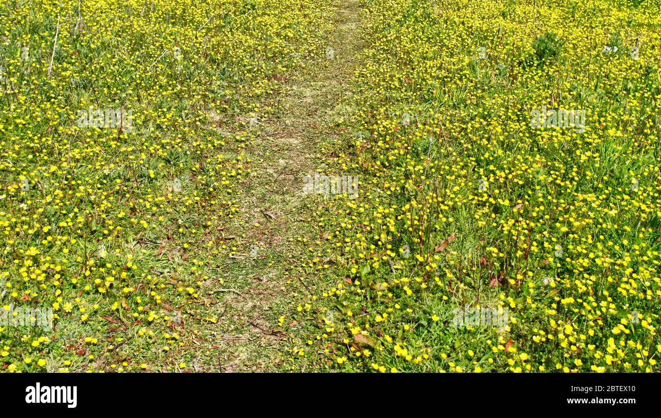 Frühsommer, niedriger Blickwinkel in einer Butterblumenwiese Stockfoto