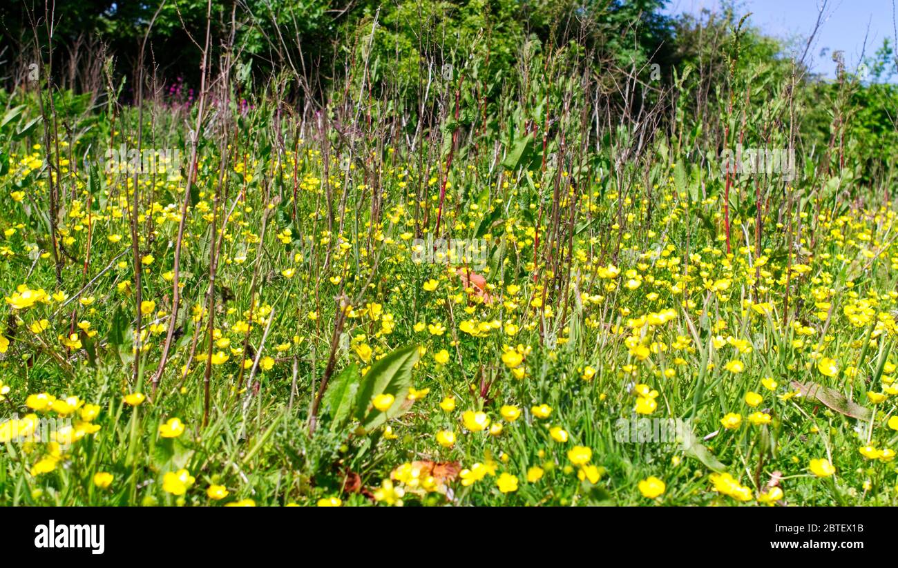 Frühsommer, niedriger Blickwinkel in einer Butterblumenwiese Stockfoto