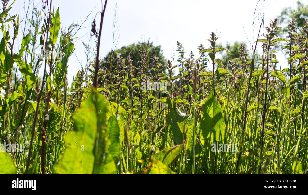 Frühsommer, niedriger Blickwinkel in einer Butterblumenwiese Stockfoto