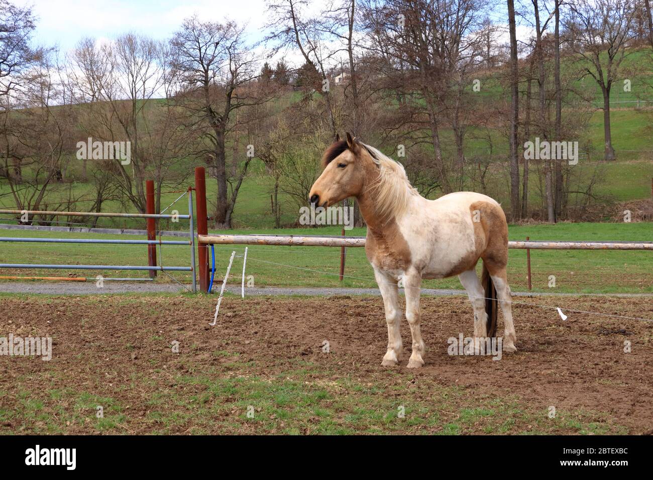 Ein Haflinger Pferd posiert auf Wiese Stockfoto