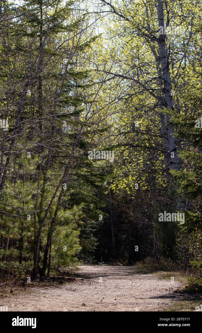 Fußweg durch einen Wald in Richtung Licht im Frühling im Algonquin Park Stockfoto