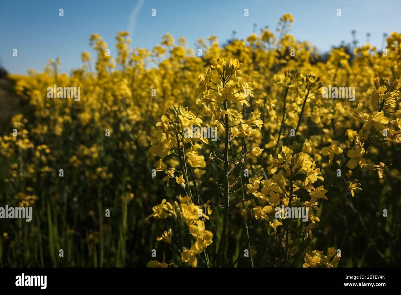 Diese gelbe Schönheit wird eines Tages Öl werden, wenn sie eine große Aufnahme der Colza-Kultivierung darstellt. Stockfoto