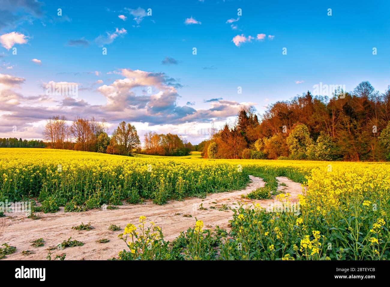 Frühling bunte Wolke Sonnenuntergang über Colza Feld. Ländliche Feldweg auf Blüte Rapsfarm. Ölsaaten blühen. Belarussische Landwirtschaft. Stockfoto