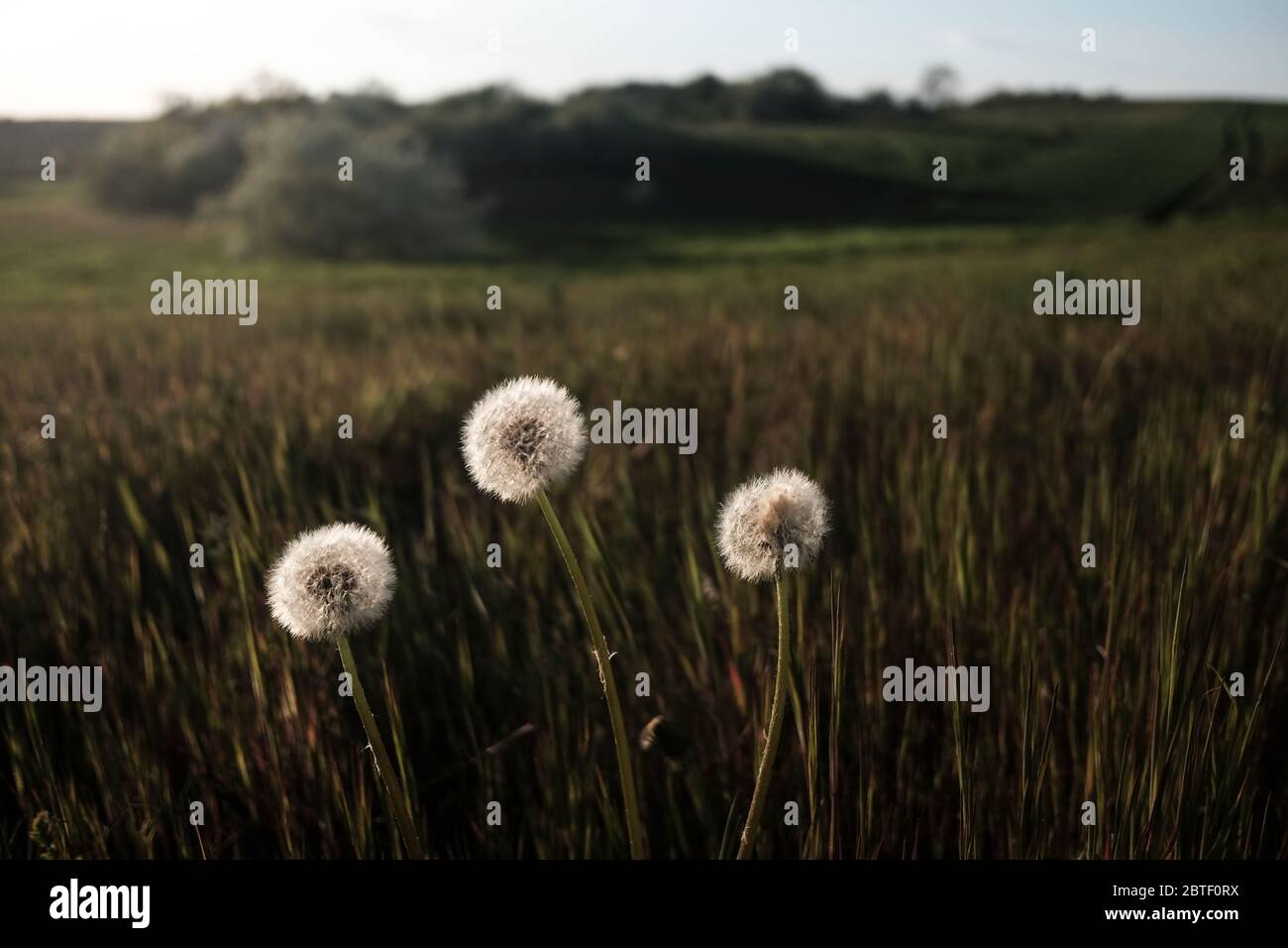 Schmetterlingsblüten wachsen im Frühling auf einem grünen Feld. Stockfoto