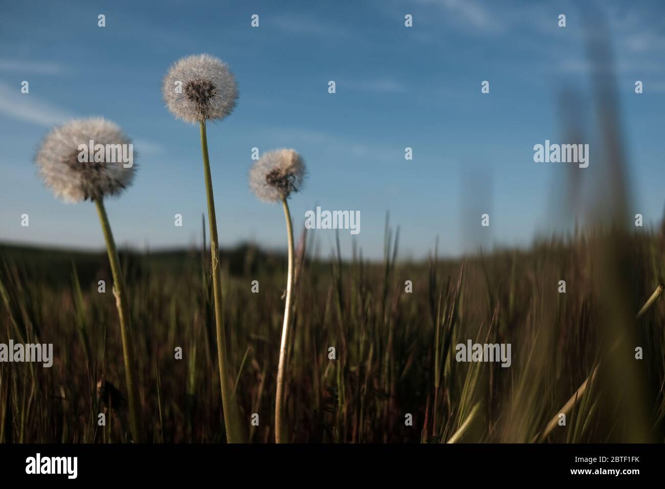 Schmetterlingsblüten wachsen im Frühling auf einem grünen Feld. Stockfoto