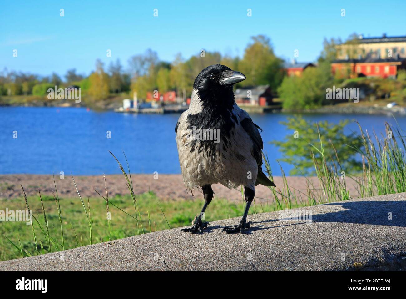 Hooded Crow, Corvus cornix, liegt nahe am Ufer in einer wunderschönen Küstenlandschaft an einem sonnigen Frühlingsmorgen, mit blauem Meer und Himmel. Stockfoto