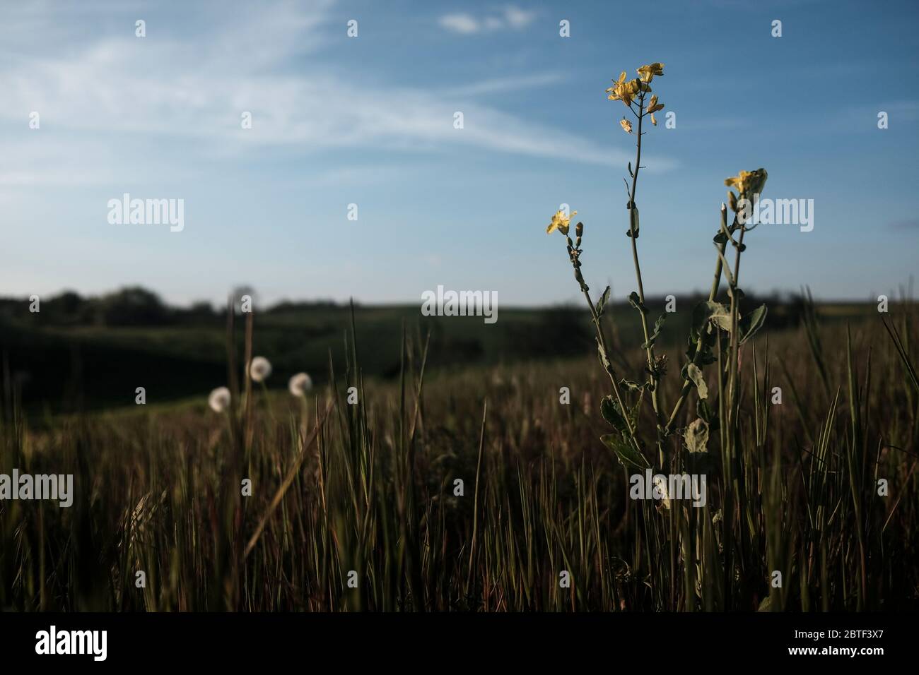 Schmetterlingsblüten wachsen im Frühling auf einem grünen Feld. Stockfoto