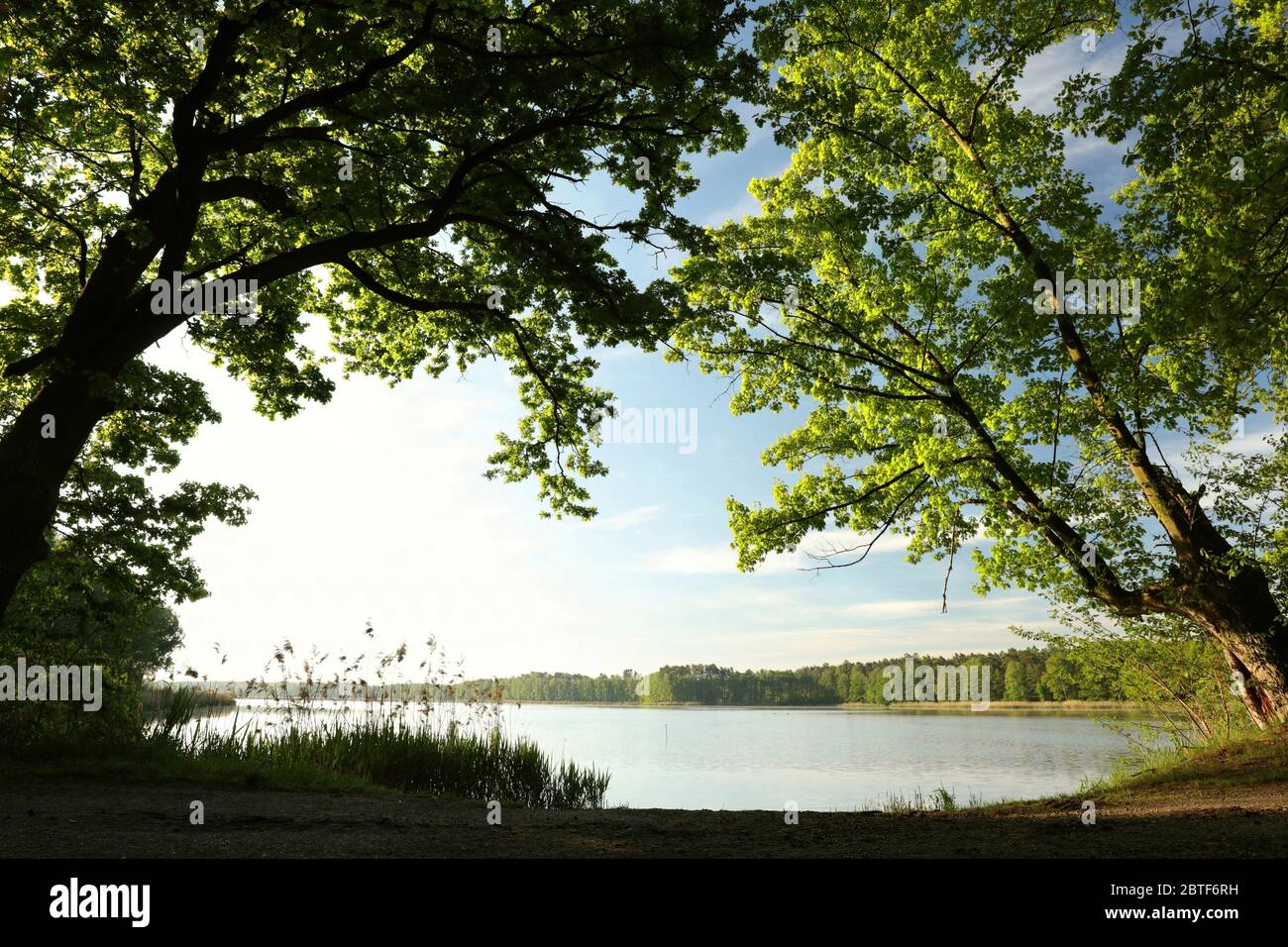 Frühlingseichen am Seeufer, die von der aufgehenden Sonne hervorgehoben werden Stockfoto