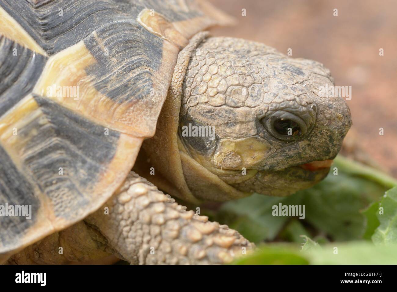 Details des Kopfes der kleinen Landschildkröte essen seine Lieblingsspende Stockfoto