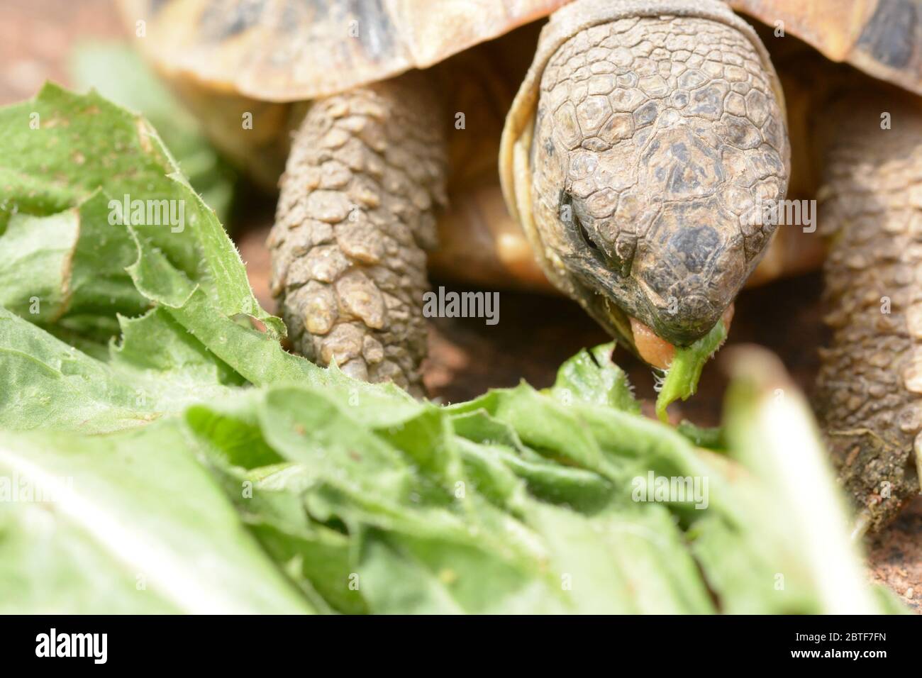 Details der Kopf der kleinen Land Schildkröte essen seine Lieblings-Essen Stockfoto