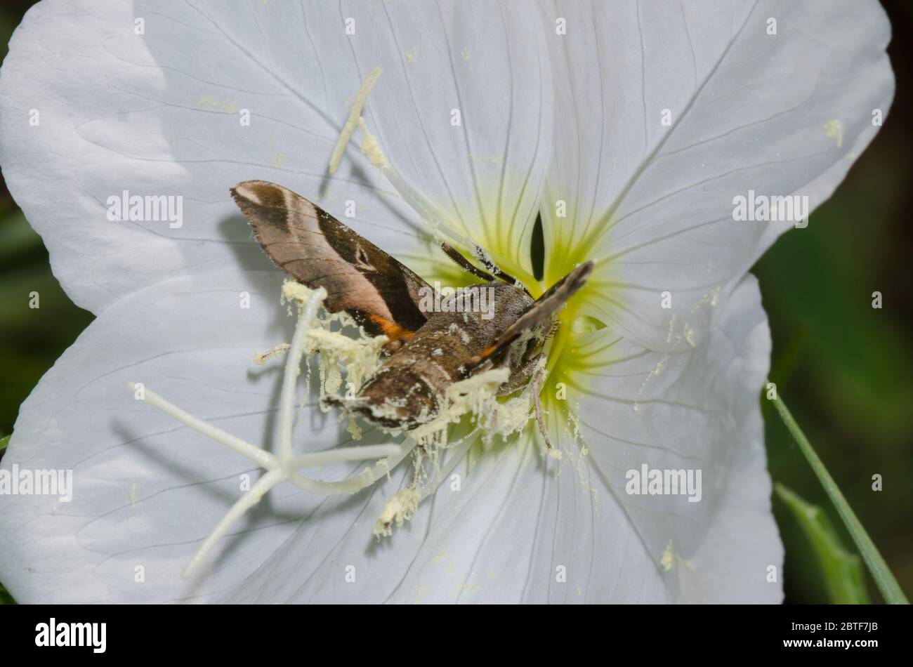 Sphinx Moth, Proserpinus juanita, probendes auffäliges Nachtkerzenblatt, Oenothera speciosa Stockfoto