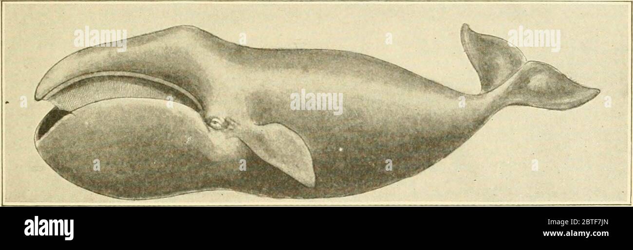 'Die amerikanische Naturgeschichte; eine Grundlage nützlicher Kenntnisse der höheren Tiere Nordamerikas' (1914) Stockfoto