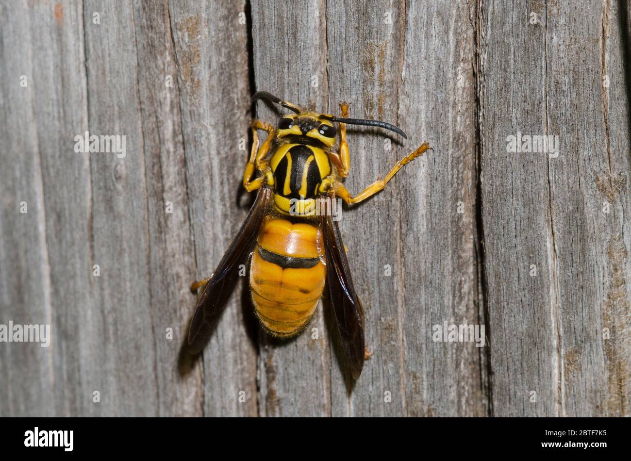 Südliche Yellowjacke, Vespula squamosa, weibliches Sammelfleisch vom Zaunpfosten Stockfoto