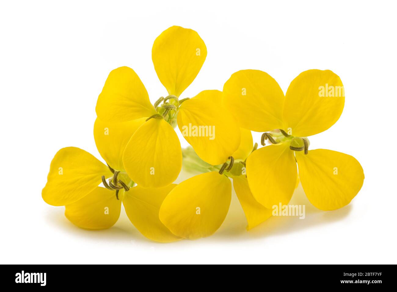 Gelbe Wallflowers isoliert auf weißem Hintergrund Stockfoto