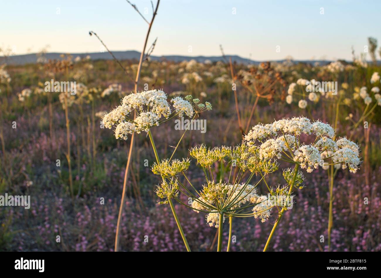 Wilde Blumen auf den Feldern der Algarve, Portugal Stockfoto