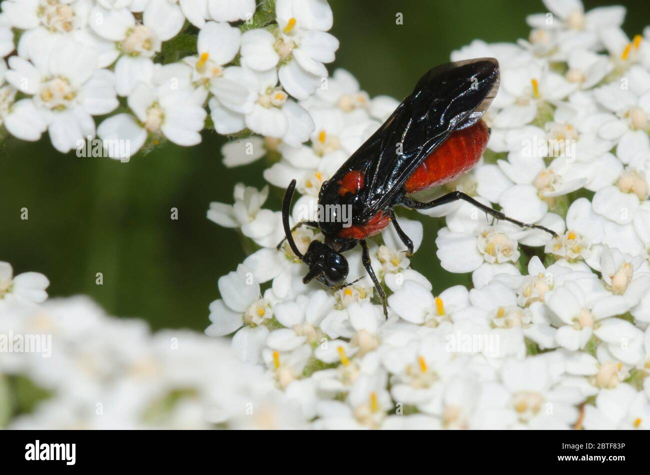 Argid Sawfly, Arge sp., Futter auf Schafgarbe, Achillea millefolium Stockfoto