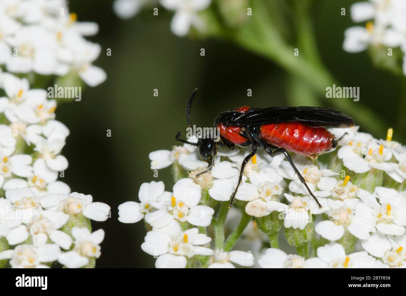 Argid Sawfly, Arge sp., Futter auf Schafgarbe, Achillea millefolium Stockfoto