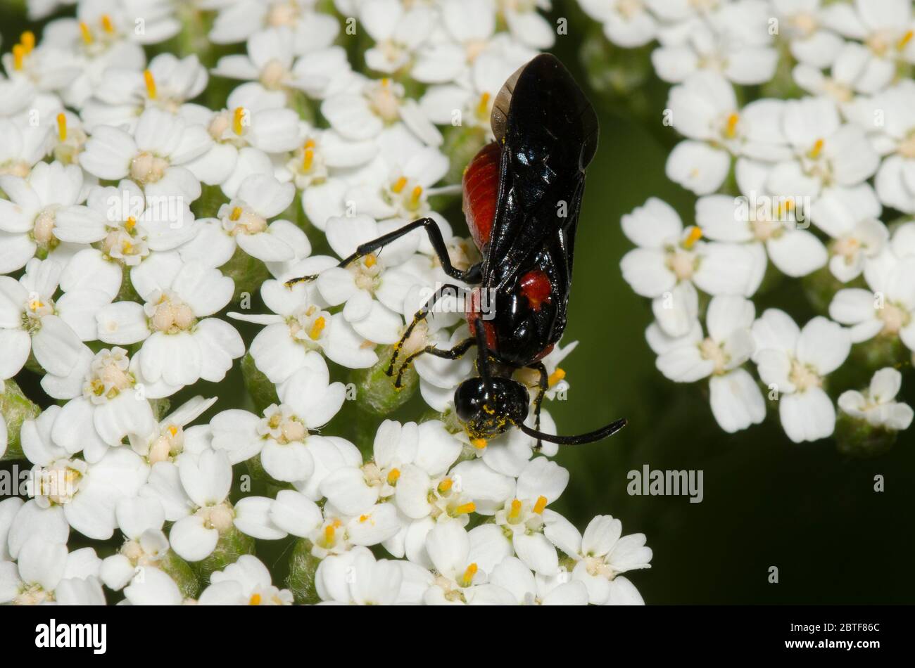 Argid Sawfly, Arge sp., Futter auf Schafgarbe, Achillea millefolium Stockfoto