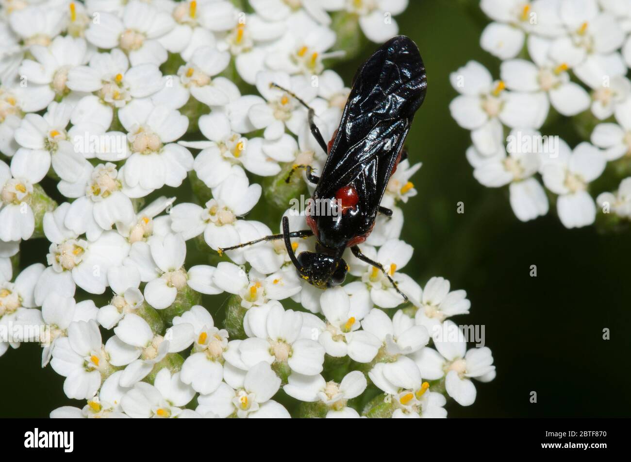 Argid Sawfly, Arge sp., Futter auf Schafgarbe, Achillea millefolium Stockfoto