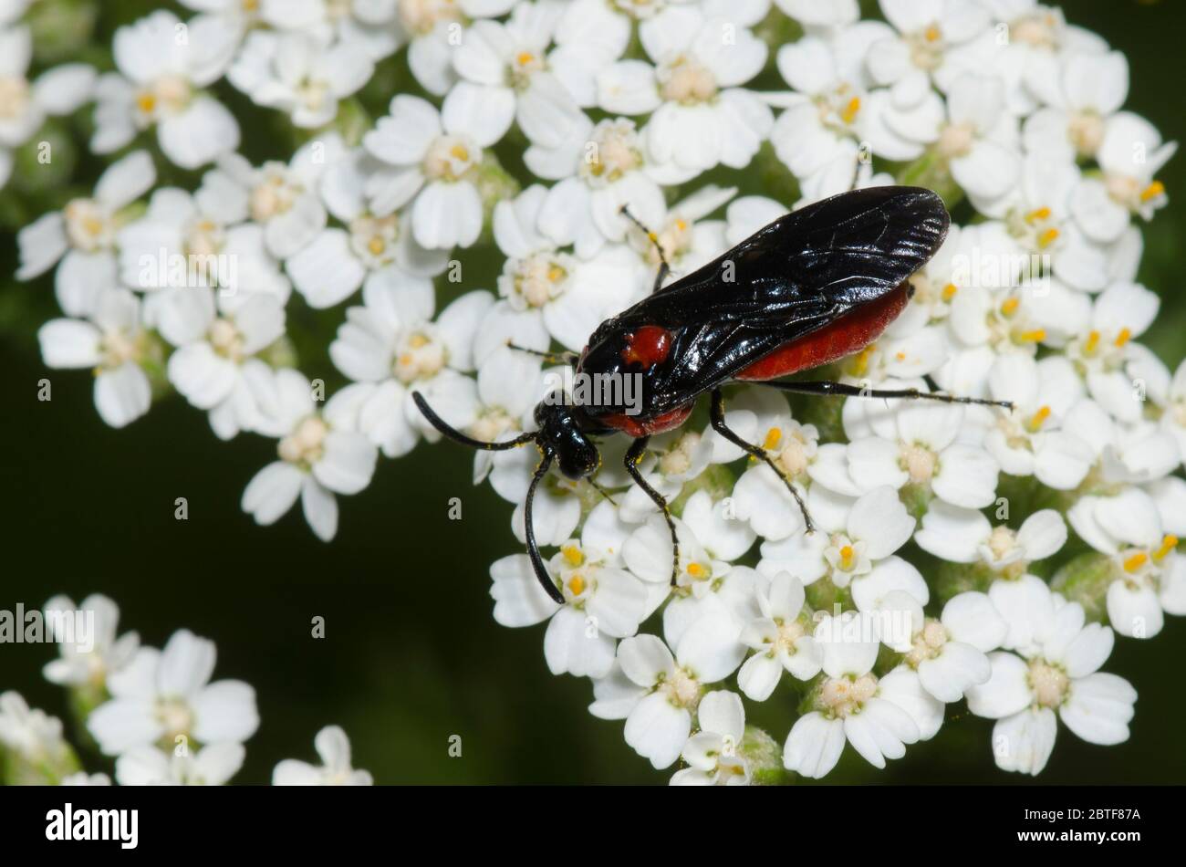 Argid Sawfly, Arge sp., Futter auf Schafgarbe, Achillea millefolium Stockfoto